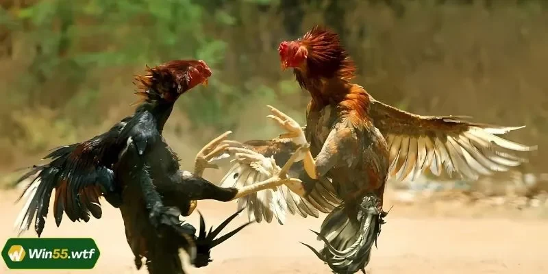 Những lý do khiến đá gà WIN55 tạo được ấn tượng tốt