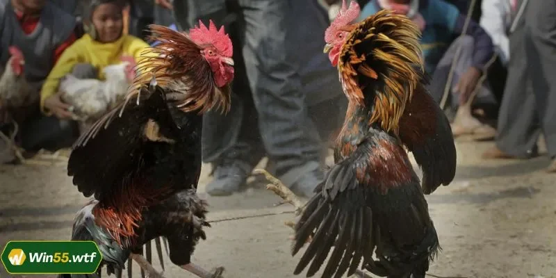 Các ưu điểm đặc biệt khi chơi đá gà tại WIN55