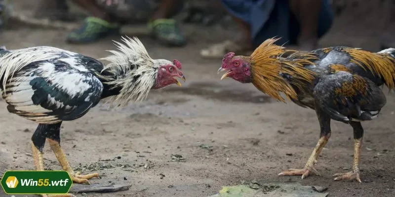 Cập nhật những kèo cược mới nhất tại sân chơi