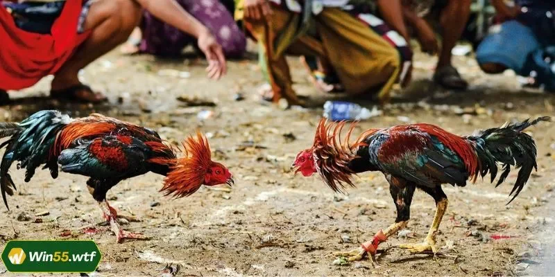 Đá Gà Philippines WIN55 - Cuốn Hút Từ Khoảnh Khắc Đầu Tiên