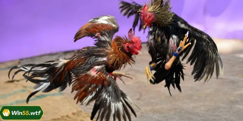 Giới thiệu sơ lược về sảnh đá gà Thomo WIN55