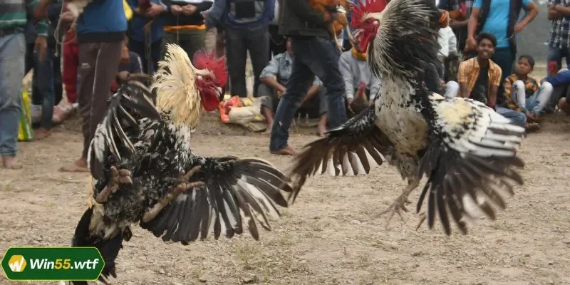 Kèo chọn gà chiến thắng đơn giản, dễ chơi
