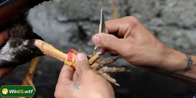 Những điểm thú vị của đá gà cựa dao WIN55