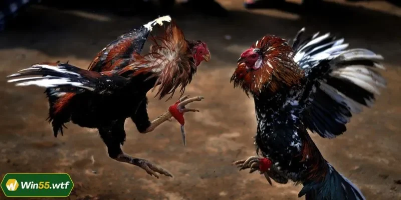 Quan sát ngay từ phút đầu để có thêm thông tin dự đoán